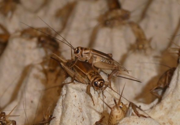 Kotisirkkoja kasvatetaan kennostoissa