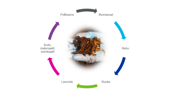 Hyönteiset Biomassa - Rehu - Ruoka - Lannoite - Kuitu - Polttoaine -kierrossa